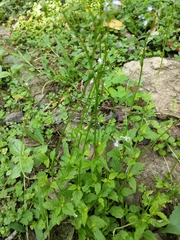 Lobelia cliffortiana