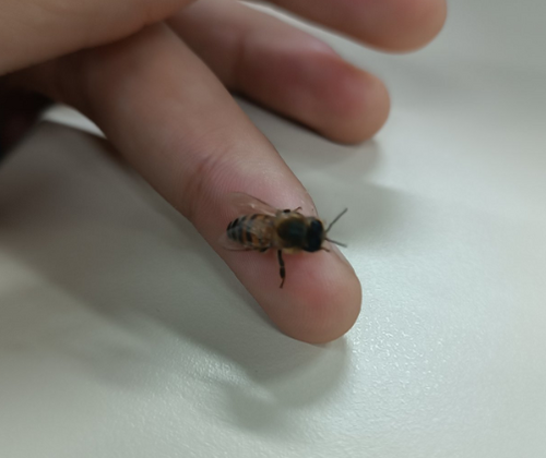 Western Honey Bee