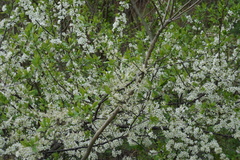 Prunus maritima
