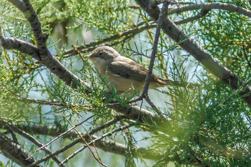Curruca iberiae