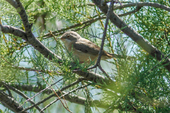 Curruca iberiae