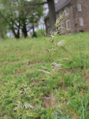 Poa bulbosa