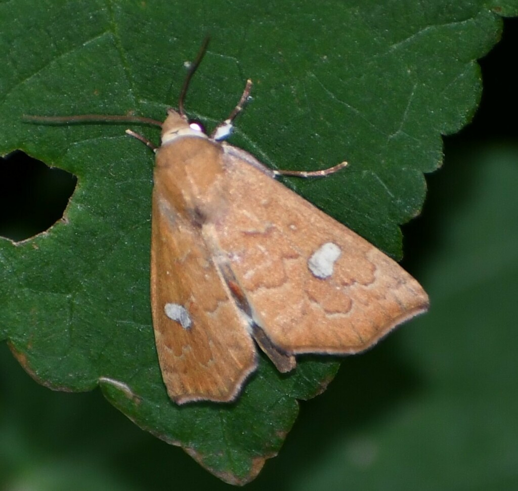 Anomis luridula