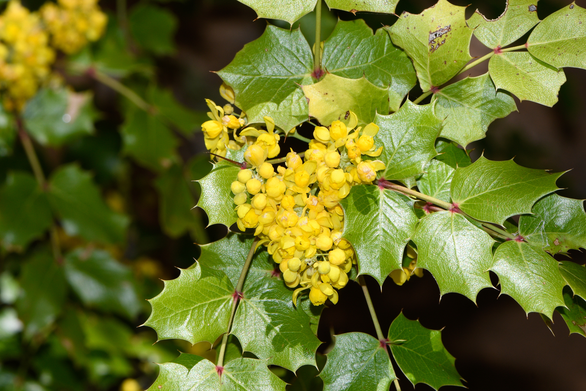 Berberis wilcoxii
