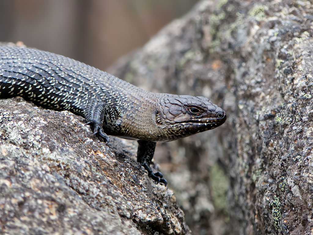 Spiny-tailed and Crevice Skinks from JHMF+HC Pallaibo walking track ...