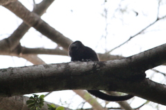 Alouatta