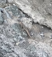 Gonatodes albogularis