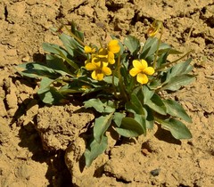 Viola vallicola