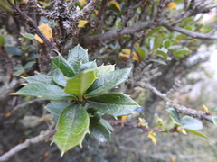 Berberis ilicifolia