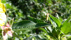 Tetragnatha elongata