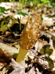 Morchella diminutiva