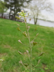 Capsella bursa-pastoris