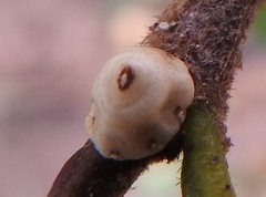 Ceroplastes cirripediformis