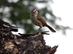 Campylorhynchus griseus
