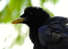 Cyanocorax beecheii