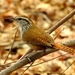 Sinaloa Wren - Photo (c) Francisco Farriols Sarabia, some rights reserved (CC BY), uploaded by Francisco Farriols Sarabia