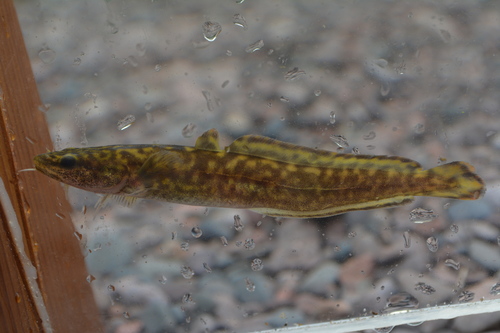 Burbot