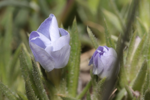 Phlox missoulensis, photograph 2