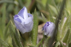 Phlox missoulensis, photograph (c) Henry Mulligan, some rights reserved (CC BY)