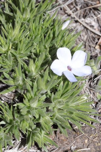 Phlox missoulensis, photograph 4
