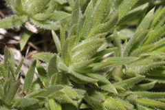 Phlox missoulensis, photograph (c) Henry Mulligan, some rights reserved (CC BY)