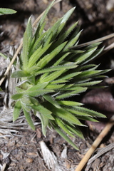 Phlox missoulensis