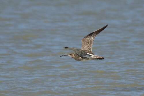Zarapito trinador (Numenius phaeopus)