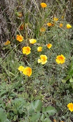 Eschscholzia californica maritima