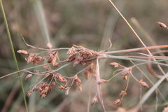 Fimbristylis