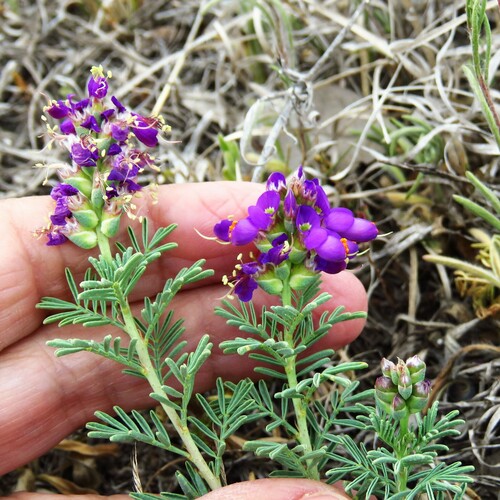 Image of Dalea lasiathera by (c) Annika Lindqvist, some rights reserved (CC BY)