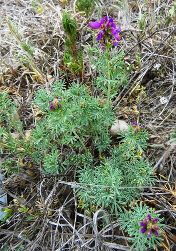 Image of Dalea lasiathera by (c) Annika Lindqvist, some rights reserved (CC BY)