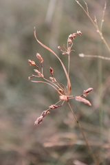 Fimbristylis
