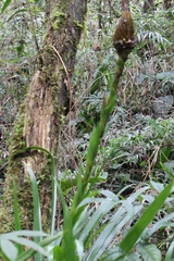 Guzmania triangularis