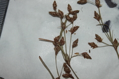 Fimbristylis
