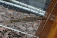 Couesius plumbeus