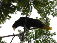 Psarocolius decumanus