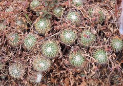 Mammillaria compressa compressa