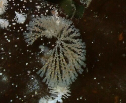 Crisularia pacifica observed 2024-04-17