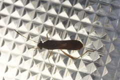 Burtinus notatipennis