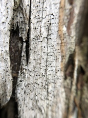 Mycocalicium