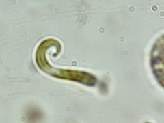 Euglena mutabilis