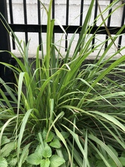 Cymbopogon nardus