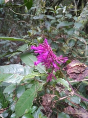 Odontonema callistachyum