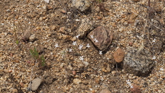 Nemacladus longiflorus