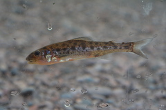 Percopsis omiscomaycus