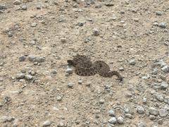 Sistrurus tergeminus