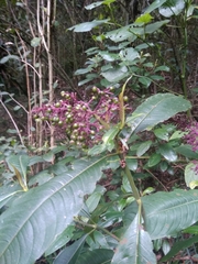 Odontonema callistachyum