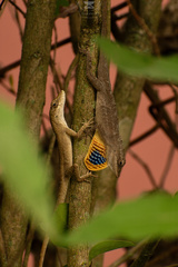 Silky Anole photo 2