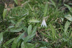 Erythronium albidum