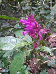 Odontonema callistachyum